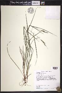 Carex virescens image