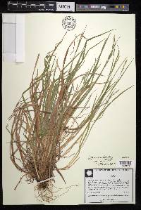 Carex gracilescens image