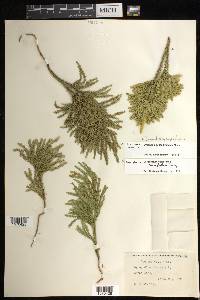 Dendrolycopodium dendroideum image