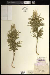 Dendrolycopodium dendroideum image