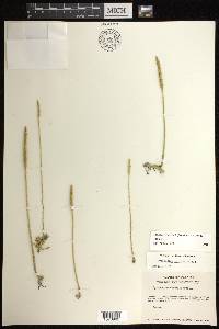 Pseudolycopodiella floridana image