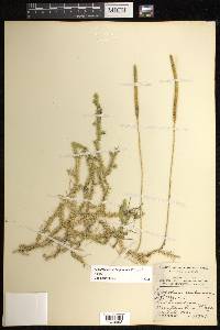 Pseudolycopodiella floridana image