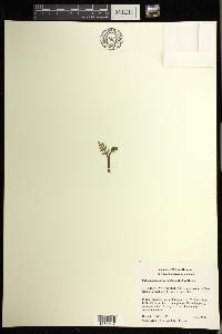 Botrychium matricariifolium image