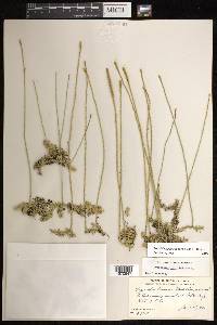 Pseudolycopodiella caroliniana image