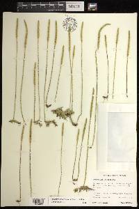 Pseudolycopodiella caroliniana image