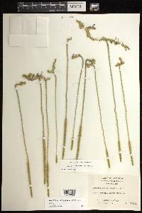 Pseudolycopodiella floridana image