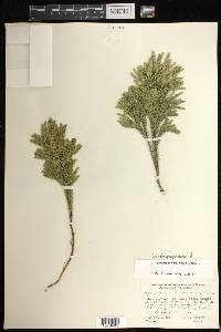 Dendrolycopodium dendroideum image