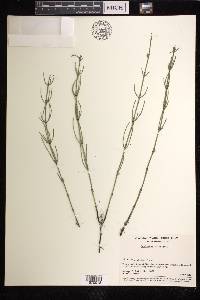 Equisetum palustre image