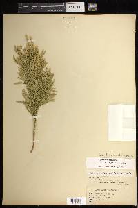 Dendrolycopodium hickeyi image