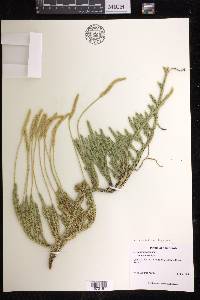 Lycopodium lagopus image