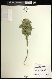 Dendrolycopodium dendroideum image