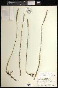 Pseudolycopodiella floridana image