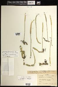 Pseudolycopodiella floridana image
