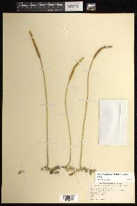 Pseudolycopodiella floridana image
