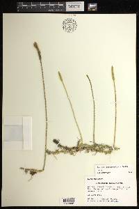 Pseudolycopodiella floridana image