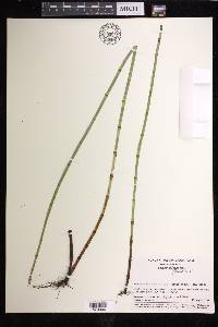 Equisetum fluviatile image