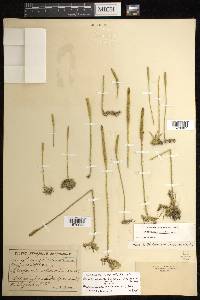 Pseudolycopodiella floridana image