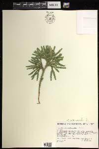 Dendrolycopodium dendroideum image