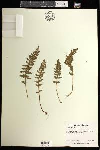 Woodsia ilvensis image