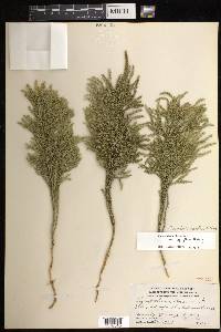 Dendrolycopodium hickeyi image