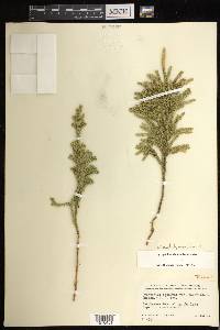 Dendrolycopodium dendroideum image