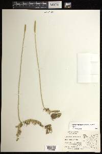 Pseudolycopodiella floridana image