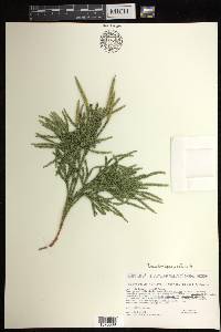 Dendrolycopodium hickeyi image