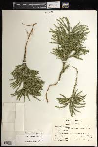 Dendrolycopodium dendroideum image