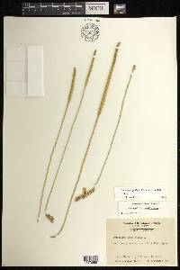 Pseudolycopodiella floridana image
