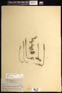 Pseudolycopodiella floridana image