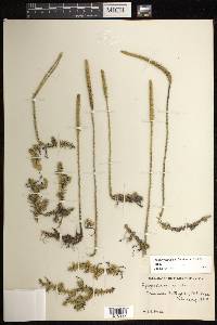 Pseudolycopodiella floridana image