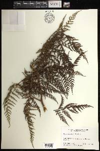 Culcita coniifolia image