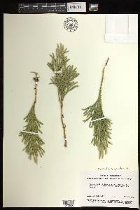 Dendrolycopodium hickeyi image