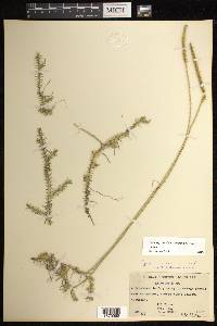 Pseudolycopodiella floridana image