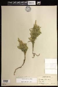 Dendrolycopodium dendroideum image