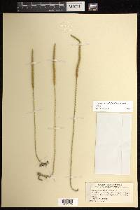 Pseudolycopodiella floridana image