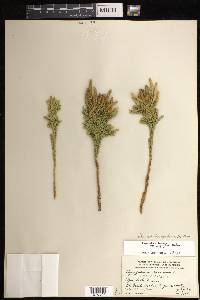 Dendrolycopodium hickeyi image