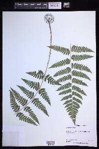 Dryopteris × boottii image