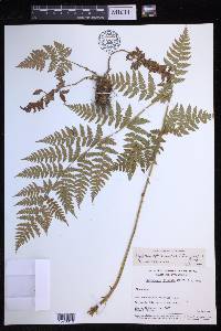 Dryopteris expansa image