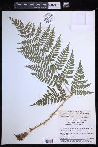 Dryopteris expansa image