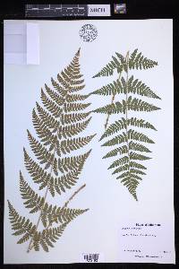 Dryopteris × triploidea image