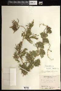 Diphasiastrum alpinum image