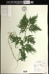 Selaginella plana image