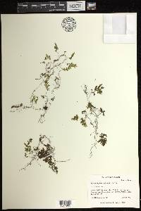 Hymenophyllum asplenioides image