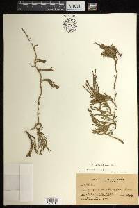 Diphasiastrum alpinum image