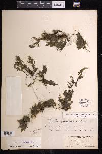 Vandenboschia radicans image