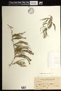 Diphasiastrum sitchense image