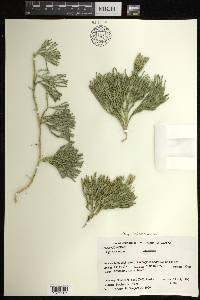 Diphasiastrum alpinum image
