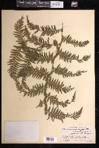 Vandenboschia rupestris image