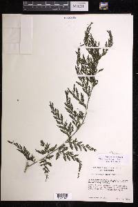 Vandenboschia radicans image